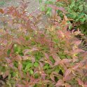 Diervilla sessilifolia